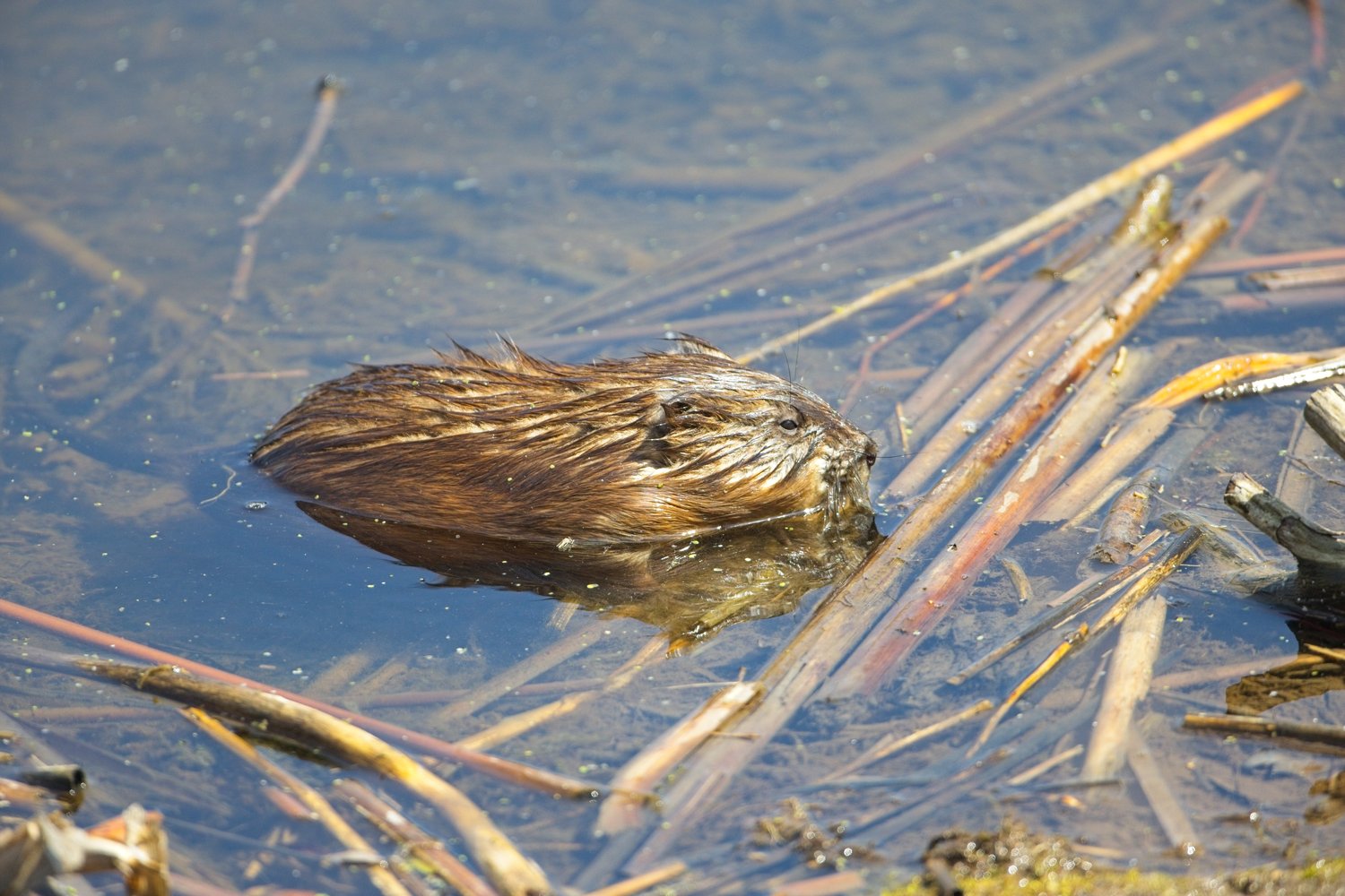 A Common Coot swimming calmly on a still body of water, characterized by its dark slate-black plumage, distinctive white bill with a reddish frontal shield above the base of the beak, and a red eye. The bird's reflection is visible in the water, and a few reeds and a blurry white rope appear in the background.